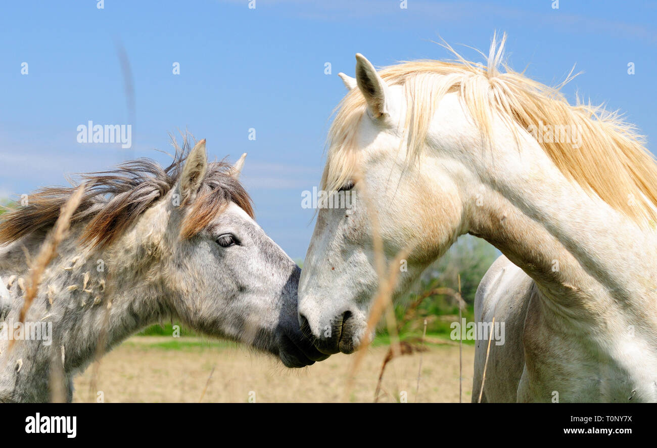 Pferd der besonderen uralte Rasse mit weißer Mähne. Camargue. Frankreich. Stockfoto