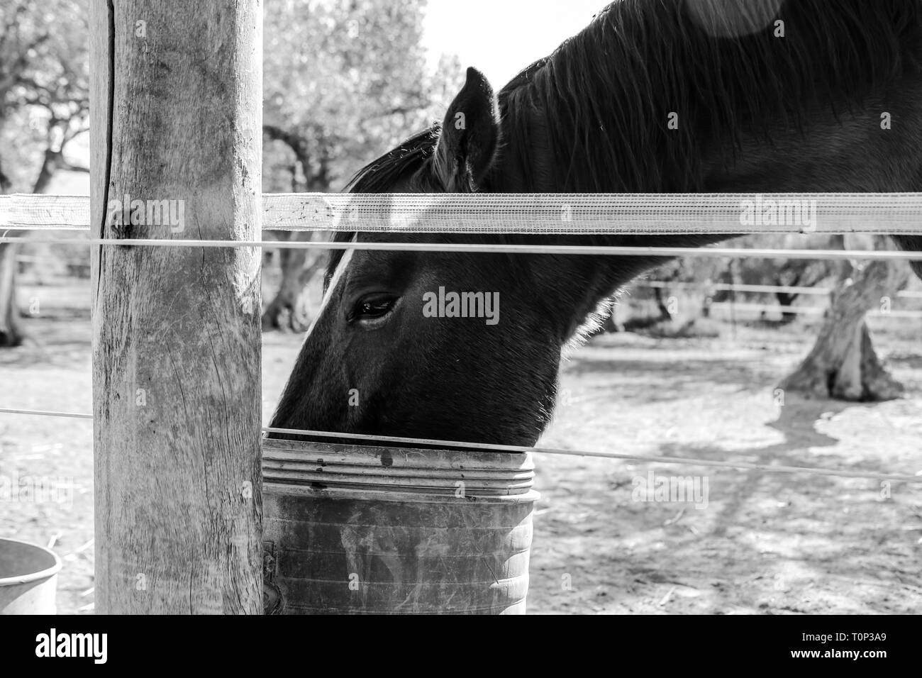 Pferd-Trinkwasser Stockfoto