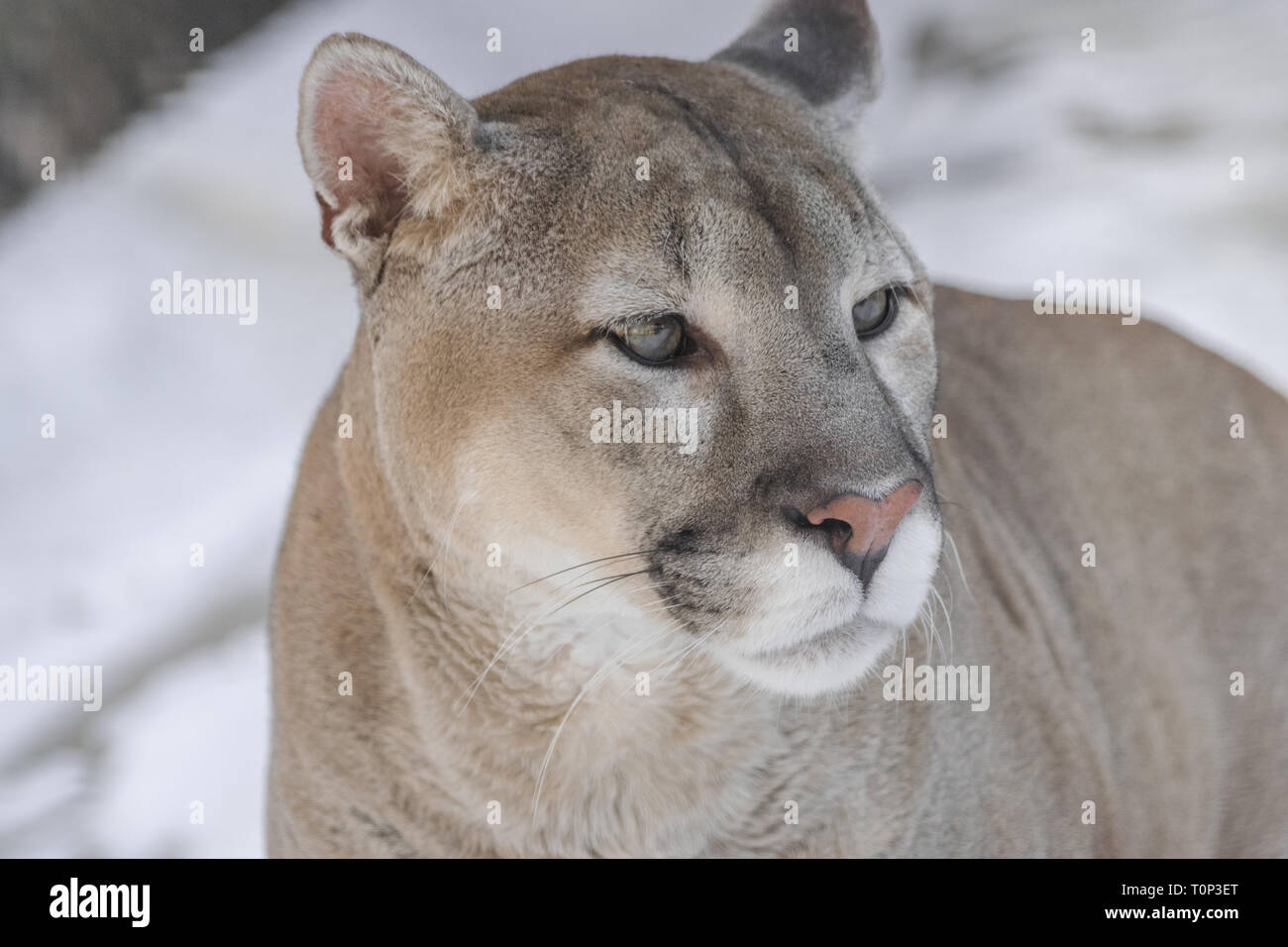Cougar (Puma concolor), Kopf hoch, Blick nach rechts Stockfotografie - Alamy