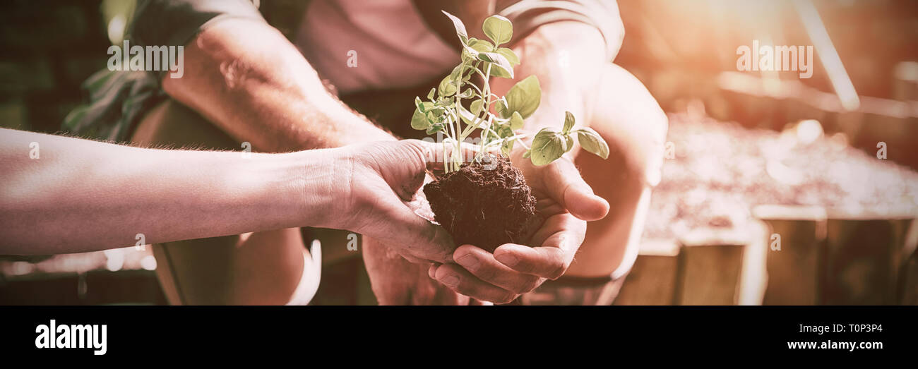 Paar einpflanzen junge Pflanze in den Boden Stockfoto