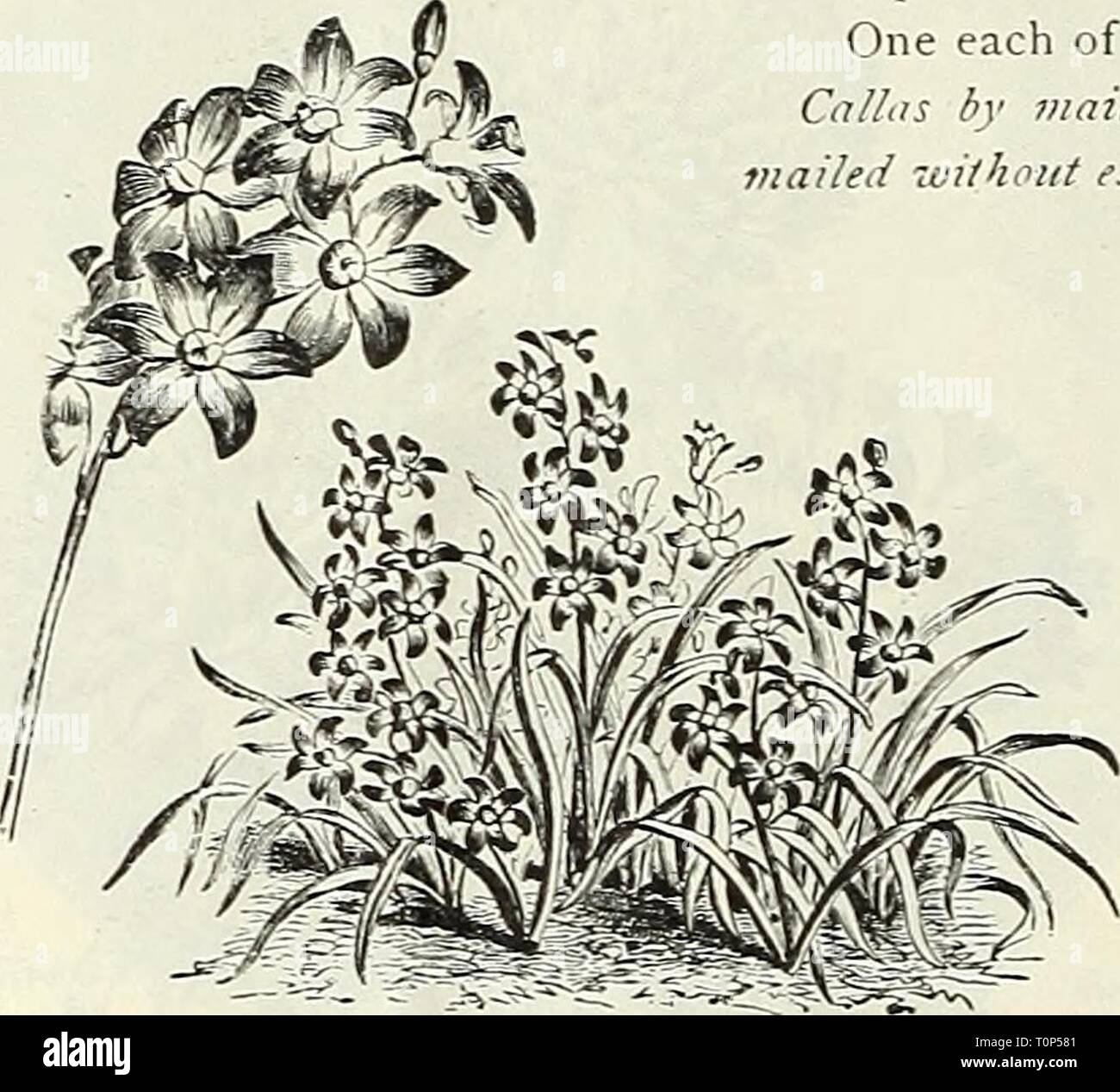 Dreer ist Herbst Katalog 1905 (1905) Dreer ist Herbst Katalog 1905 dreersautumncata 1905 henr Jahr: 1905 Calla Lilien. Goldgelb (; ai. la RiCHARDIA ElLIOTTIANA. ChIONODOXA LuCILLiE, und heauiiful Arten, mit sehr großen wliite Center. 25 cts. Pro dtz.; 1,50 $ CHIONODOXA. (Herrlichkeit der Schnee.; diese sind unter tlie Schönsten unserer frühen Frühling - Blumenzwiebeln, in Blume kommt bald nach der Schnee verschwunden ist. Wächst gut in jeder guten Gartenboden, und wenn einmal gepflanzt Re - erfordert keine weitere Pflege. Am besten aussieht, wenn in den Zeilen oder Klumpen von 25 oder mehr Lampen gepflanzt. Lucilis. Blumen von einem brillanten s Stockfoto