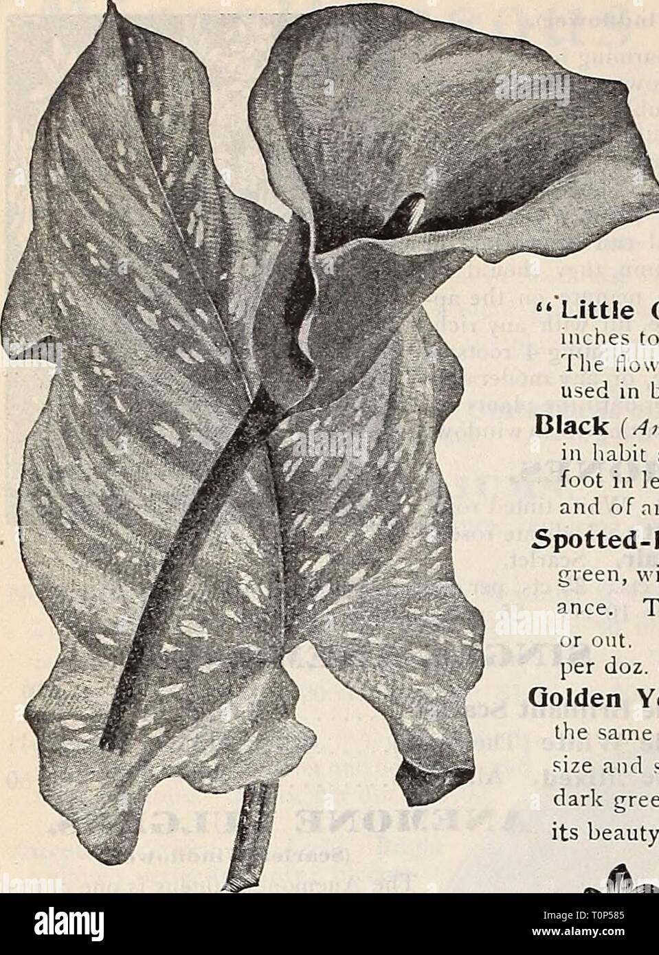 Dreer ist Herbst Katalog 1906 (1906) Dreer ist Herbst Katalog 1906 dreersautumncata 1906 henr Jahr: 1906 20 Henry A. Dreer, Philadelphia, Pa. Calla Lilien. GoLDHiN Gelb (^ alla RlCHARDIA ElLIOTTIANA. CHIOXODOXA. (Herrlichkeit der Schnee.) Diese zählen zu den schönsten unserer frühen Frühling - Blumenzwiebeln, in Blume kommt bald nach der Schnee verschwunden ist. Wächst gut in jeder guten Gartenboden, und wenn einmal gepflanzt Re - erfordert keine weitere Pflege. Am besten aussieht, wenn in den Zeilen oder Klumpen von 25 oder mehr Lampen gepflanzt. Lucilife. Blumen von einem leuchtenden Himmel-blau, mit Weiß. 15 cts. Pro dtz.; $ 1.00 Stockfoto