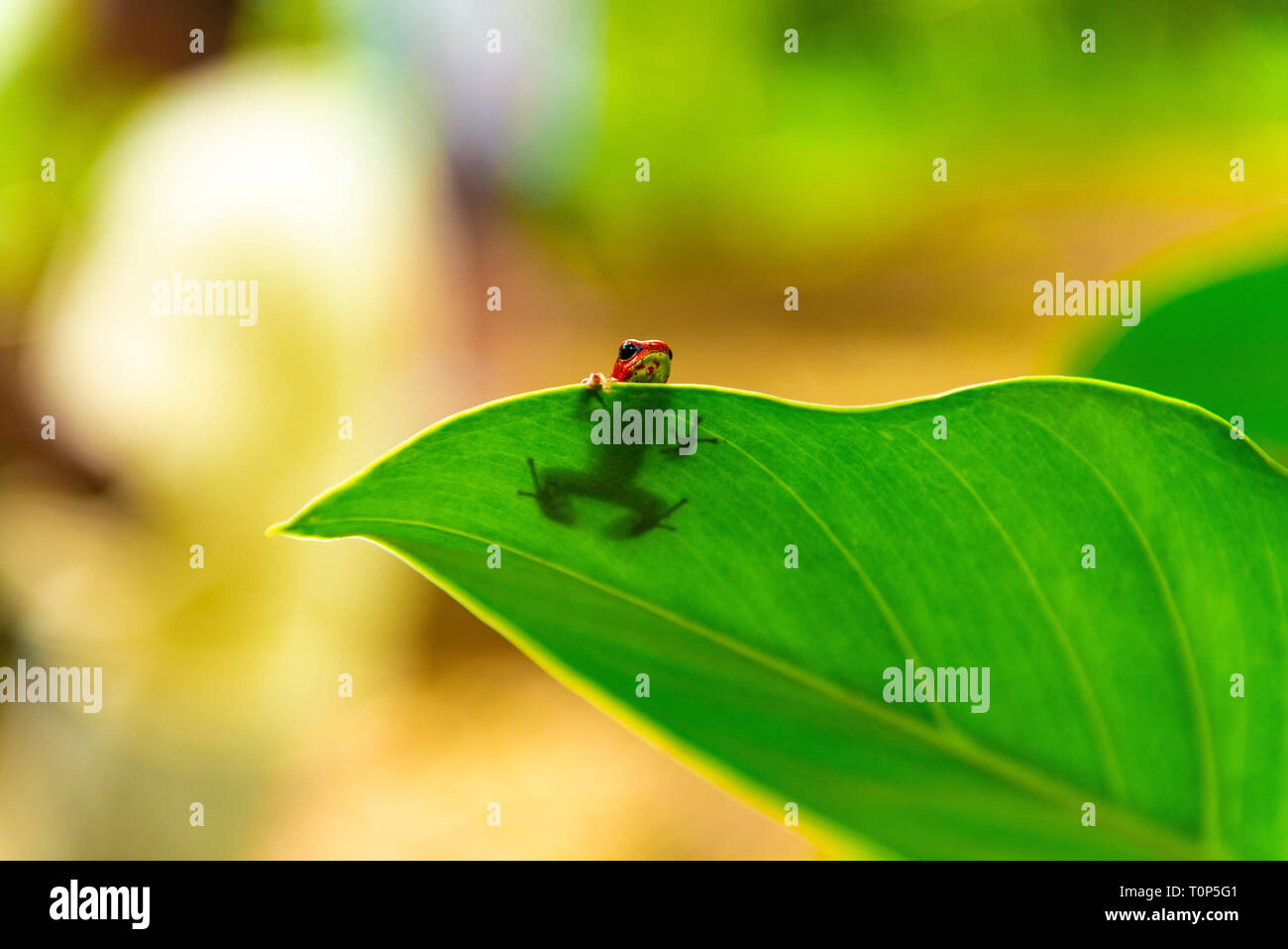 Eine rote Erdbeere dart Frog oder Poison arrow Frog (oophaga pumilio) versteckt sich hinter einem Blatt, Bastimentos Island National Park, Bocas del Toro, Panama. Stockfoto