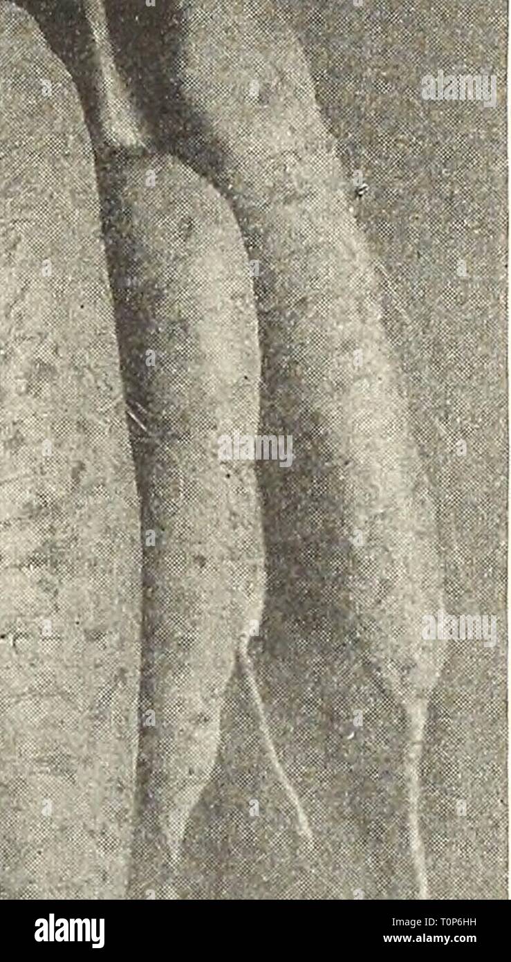 Dreer's Garten Buch 1916 (1916) Dreer's Garten Buch 1916 dreersgardenbook 1916 henr Jahr: 1916 WECf ich Danvers" HaIf = Lang Orange. (Siehe .) Eine reiche orange-rote Sorte, glatt und schön. Tops sind mittelgroß und Grob unterteilt. Die Wurzeln zu einem stumpfen Punktkegel; Fleisch, süss, frisch und zart. Obwohl die Wurzeln dieser Sorte kürzer werden, es bringt mehr an den Morgen als die größeren Sorten. Pkt., 5 cts.; Oz, 20 cts.;^lb, 50 cts.; lb., $ 1,50 - Verbesserte Rubicon. Dieses schöne halb-langen Stumpf-root Karotte in Rhode Island entstanden. Es ist das Ergebnis sorgfältiger Zucht, und ich Stockfoto