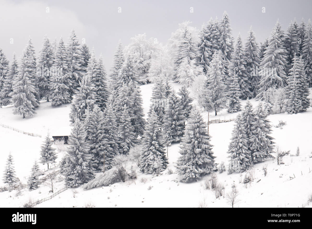 Gefrorene Winter Forest Pinien im Dezember. Verträumt atmosphärischen Landschaft gefrorene Landschaft Stockfoto