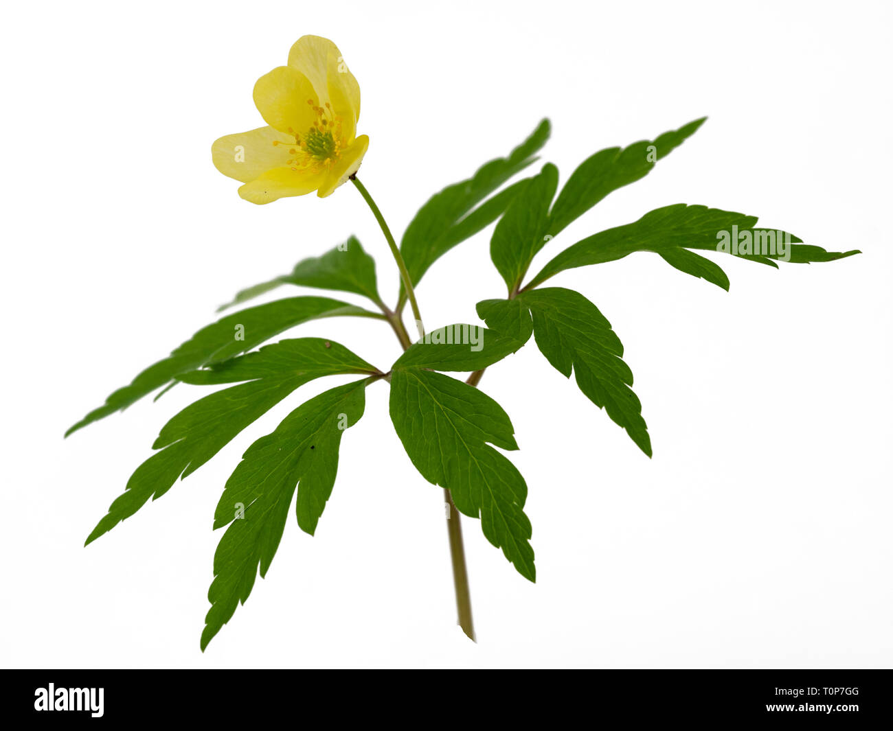 Blumen und Laub Der hybrid Anemone x Lipsiensis, ein Kreuz zwischen A. officinalis und A. Staat. isoliert auf weißem Stockfoto