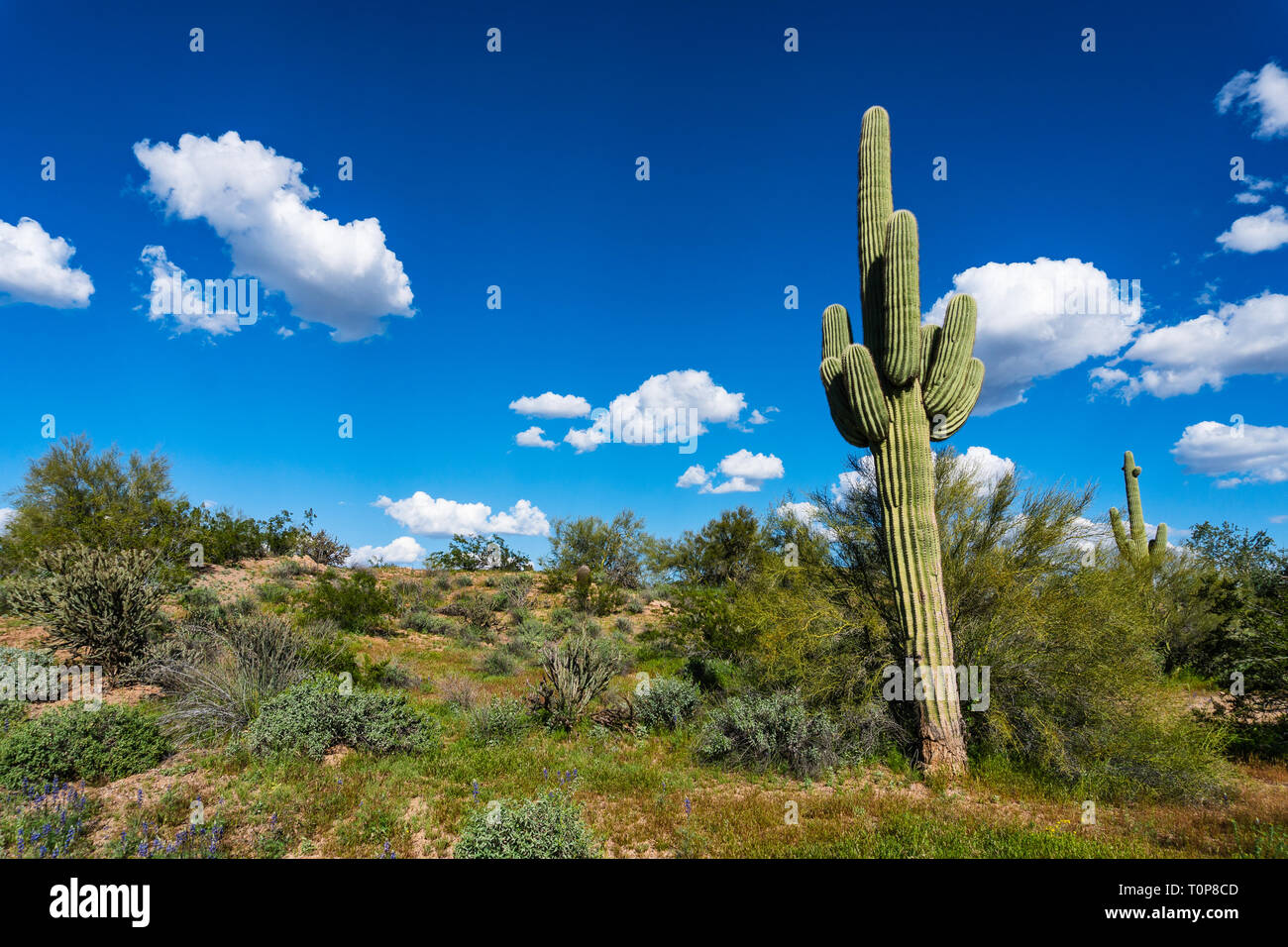 Riesiger Saguaro Kaktus in einer Wüstenlandschaft mit blauem Himmel in Phoenix, Arizona Stockfoto