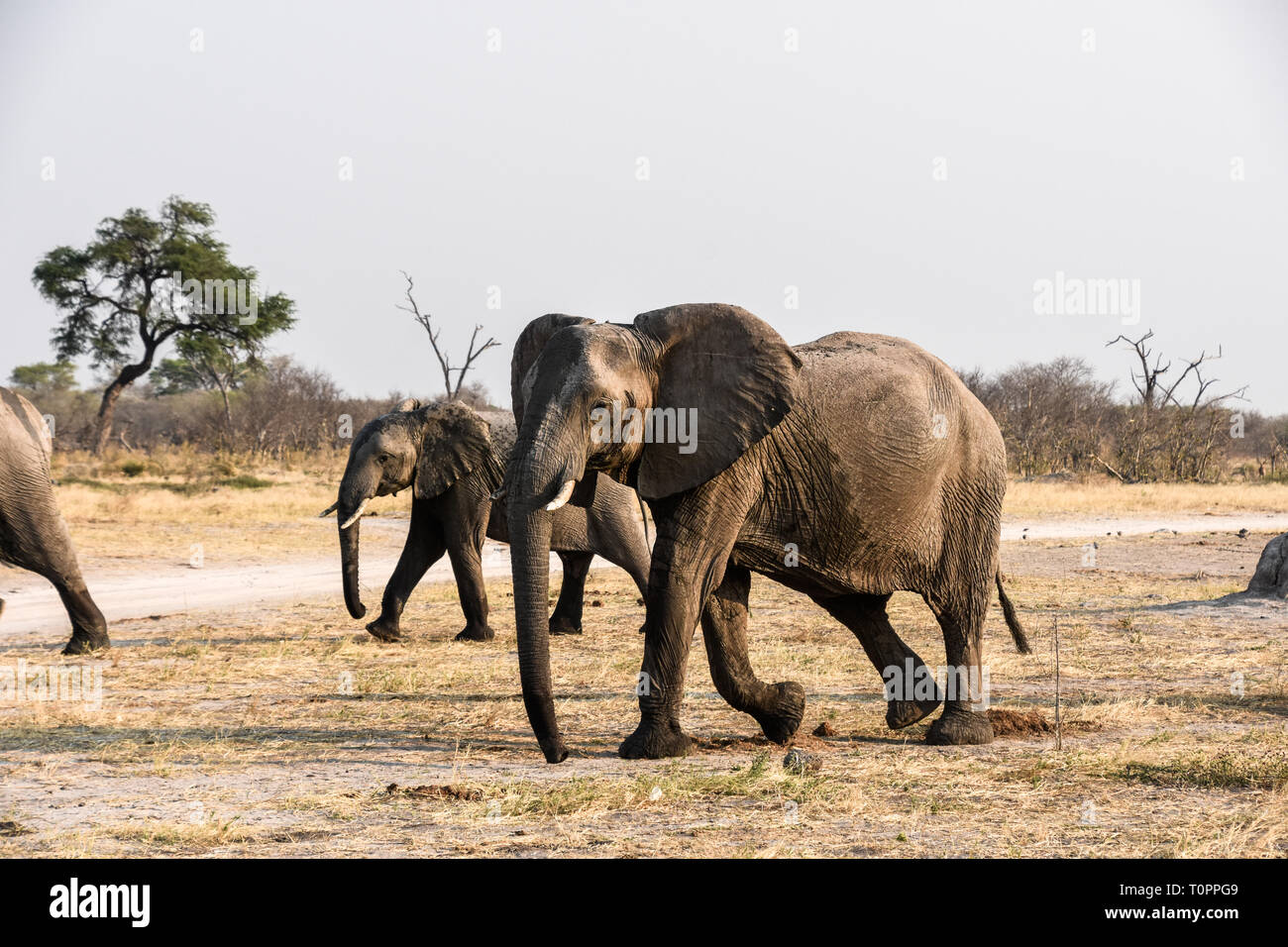 Savuti und Chobe National Park, Botswana. September 2017 - Elefanten Roaming der Savanne. Stockfoto