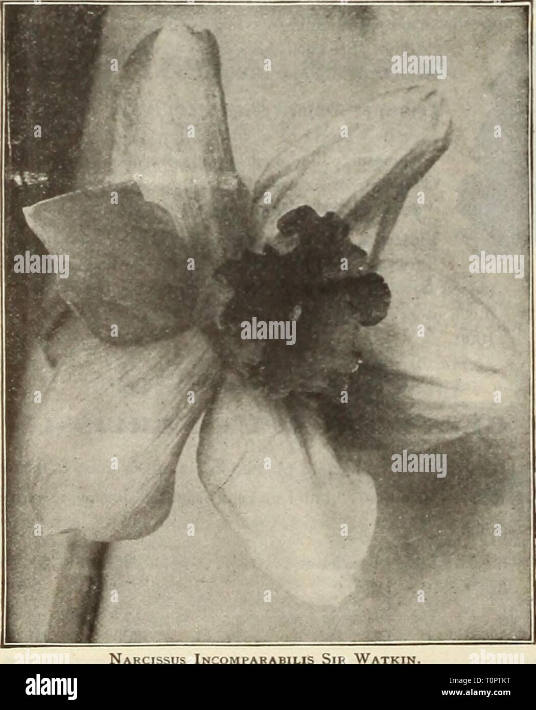 Dreer ist Herbst Katalog 1915 (1915) Dreer ist Herbst Katalog 1915 dreersautumncata 1915 henr Jahr: 1915 16 lUUHiNRTADREtR - PHILADMIA fA^ Lampen für EALb Pb; 4 NTINCr Peerless, Kelch = Schale oder Star Narzisse diese Klasse auch bekannt ist als das Medium mit Posaunen und umfasst einige der schönsten und anmutigen Formen. Alle sind besonders für naturalisierung, der sich Wachstum und Multiplikation angepasst; schnell. Barrii Conspicuus. Blütenhülle soft Gelb; breite Verbreitung Becher; prächtig beleuchtet mit Purpur; ein höchst unterschiedliche und schöne Art, und sollte ie Menge für Schnitt angebaut werden - Ting, wie es Stockfoto