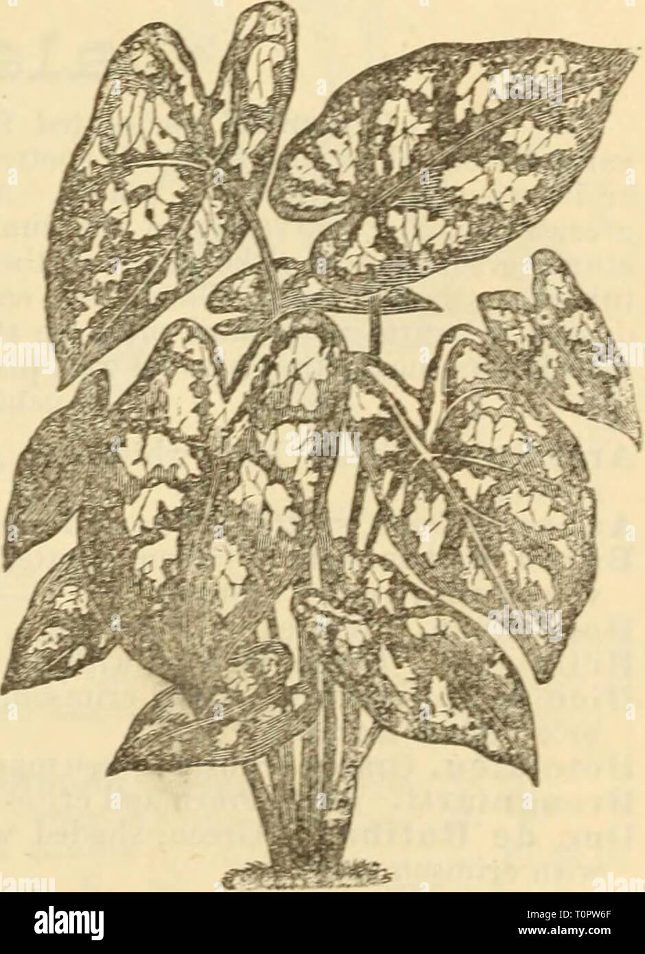 Beschreibende Dreer Katalog von Glühbirnen, beschreibenden Katalog Dreer von Blumenzwiebeln, Pflanzen usw. mit Wegbeschreibungen für die Kultur und das Management der knolligen Wurzeln dreersdescriptiv 1882 henr Jahr: 1882 AMAR-LLIS SORTEN. CALADIUM VAF. IETT. -^ Cl: Lir: In. erLes. Auffällige Blüte greenhou.^e Glühlampen, blühende profuselv von Mav bis Oktober: sind die meisten efteeiive Wenn vier oder mehr Lampen in jedem Topf gepflanzt werden; erfordern, reichen Boden plentv von Luft, und leicht schattiert aus der!" un. ". Amed Sorten. 30 cts. . $ 3.%%%%}) er Dutzend,. llixed Sorten. 25 cts. $ 2.50 pro Dutzend. 2 Stockfoto