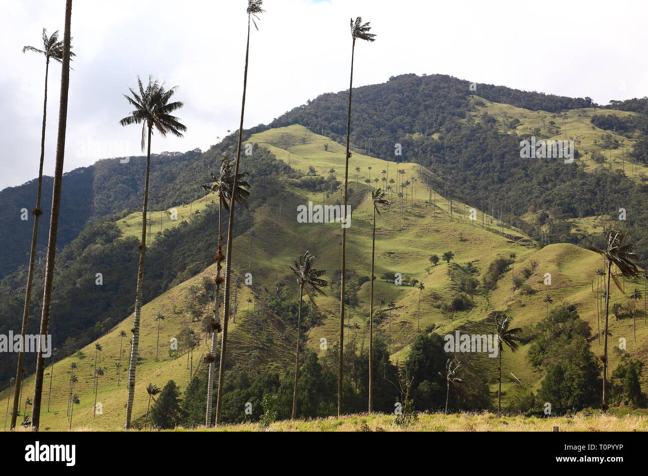 Hoch aufragende Wachs Palmen bis zu 60 Meter hoch, im Valle de Cocora, im Osten von der Halbinsel Salento Quindío im Bezirk von Kolumbien. Stockfoto