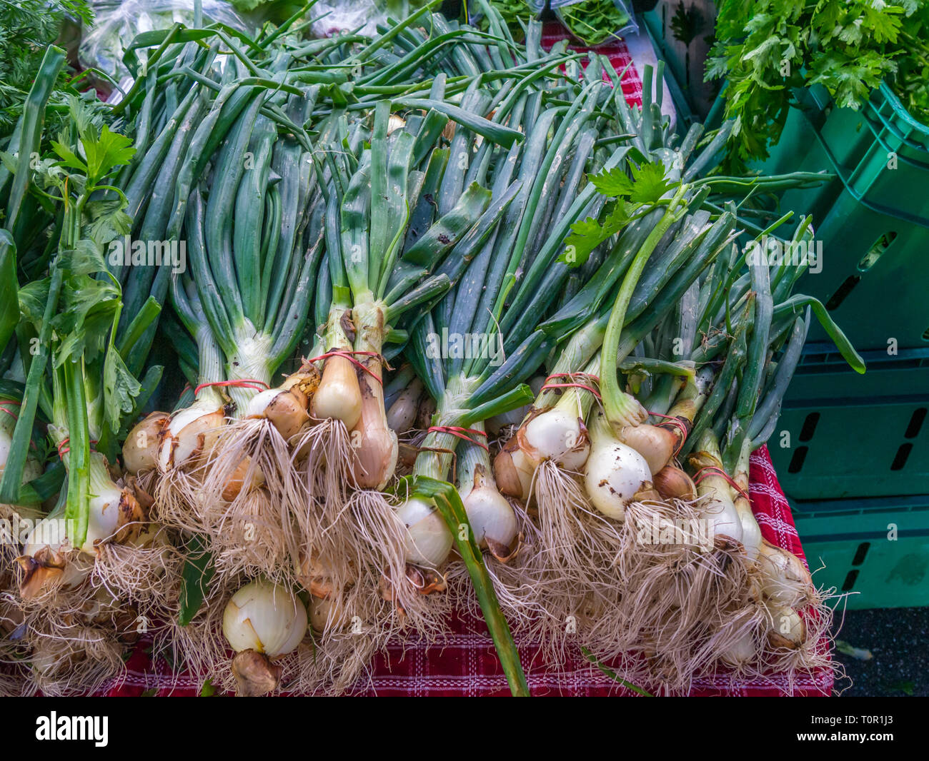 Nahaufnahme von Bündel, greenonions bei Farmers Market in Sarasota Florida Stockfoto