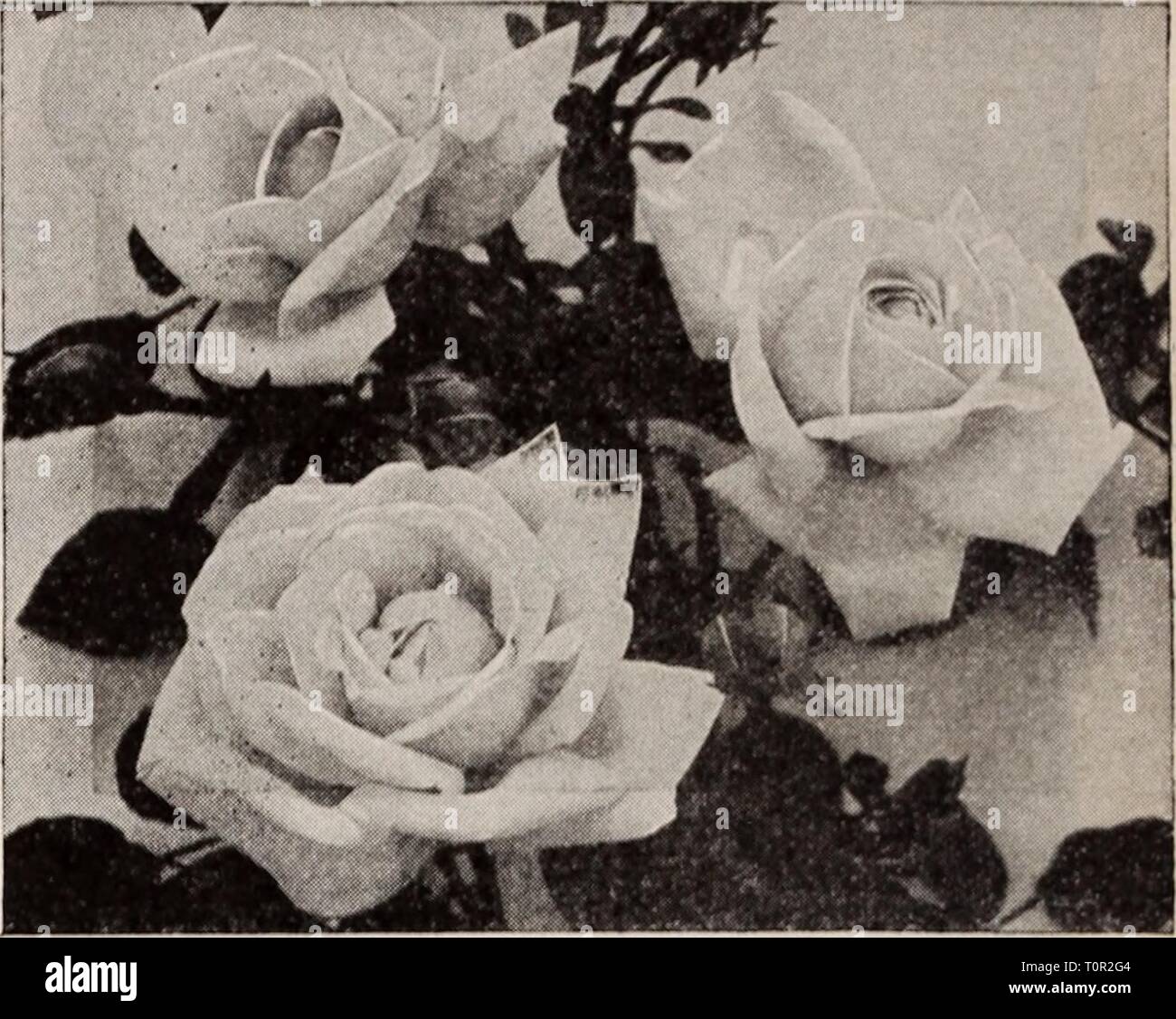 Climbing rose albertine -Fotos und -Bildmaterial in hoher Auflösung – Alamy
