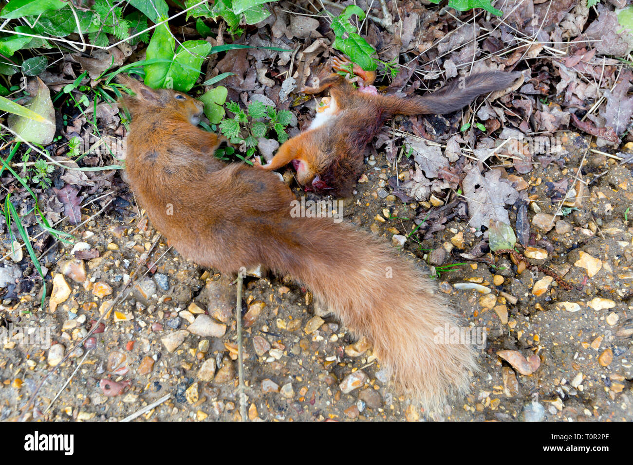 Tot Mutter Baby Eichhornchen Getotet Durch Auto Auf Dem Land Strasse Newtown Isle Of Wight England Grossbritannien Tier Arboreal Unfall 2 Stockfotografie Alamy