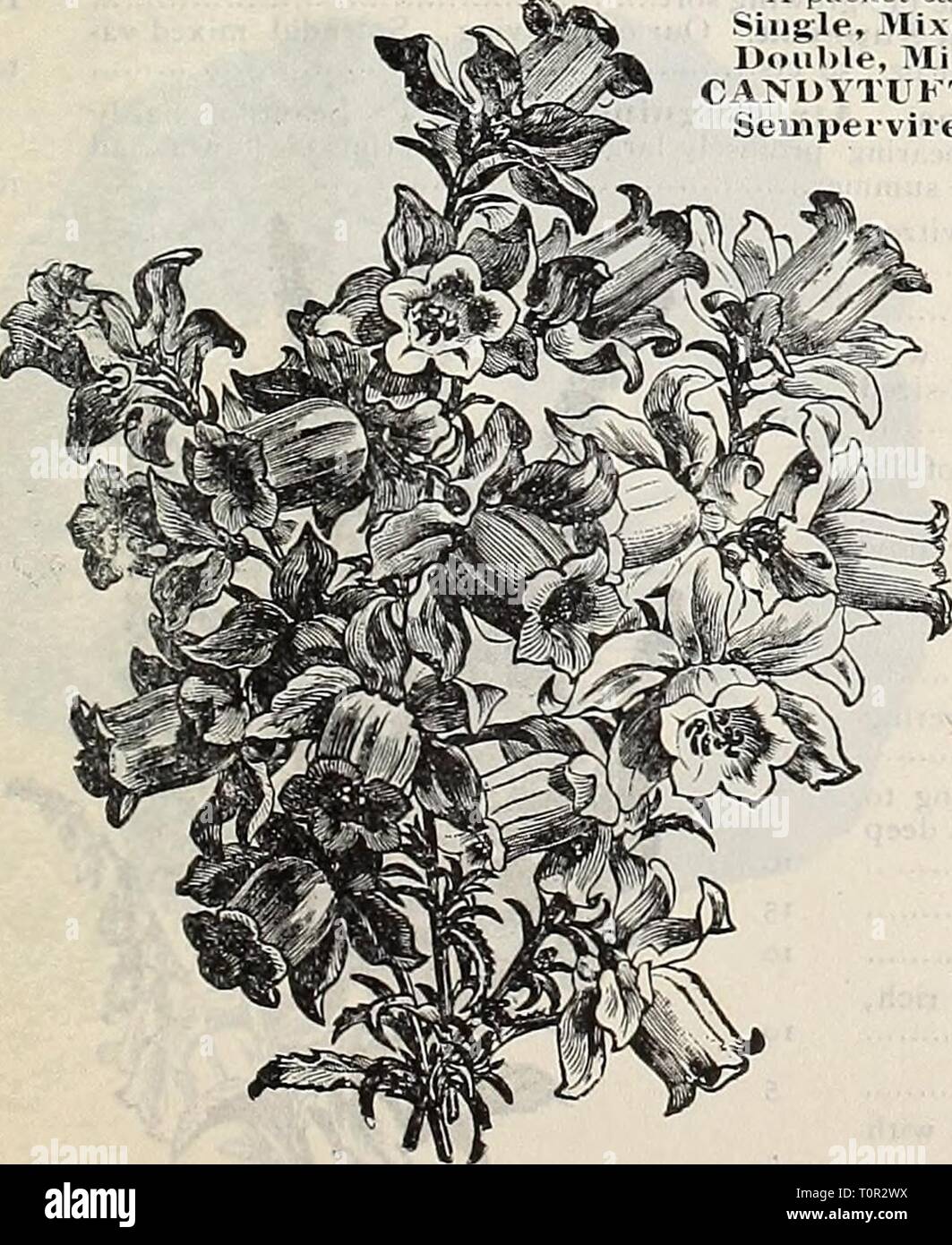 Dreer ist Herbst Katalog 1906 (1906) Dreer ist Herbst Katalog 1906 dreersautumncata 1906 henr Jahr: 1906 15 Aquilegia (akelei). BUDDLEYA. Variabilis. Eine feine Hardy, Strauchigen Pflanze, mit blütenständen von rosa-lila Blüten CALCEOLARIA. Hybrida Grandiflora, Gemischt. Wunder-schön, reich, Selbst-farbigen Blumen Tigrina. Tigered und bunte Blumen Pumila Compacta, der Zwerg, kompakter Wuchs CALLIKHOE. . Noncv 2 LV-A (IMalloiv Fopfy'). Ein auffälliges, Trail-ing, winterharte Staude, Lager continuonsl) "Große, helle crimson Untertasse - geformte Blumen - CAiMPANlILA (glockenblume). Cav^ siXW-a{Karpaten Hase - Bell). Free-flowe Stockfoto