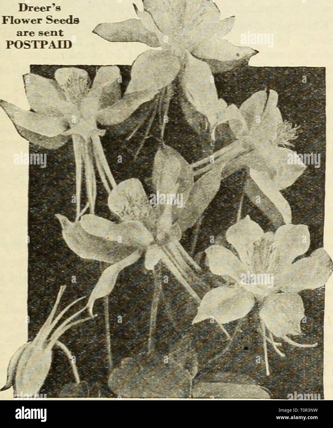 Dreer ist Herbst Katalog von Glühbirnen Dreer ist Herbst Katalog der Pflanzen, Sträucher, Zwiebeln und Samen für den Herbst pflanzen dreersautumncata 1935 henr Jahr: 1935 DREER IST Mehrjährig Blumen Samen für die HERBSTAUSSAAT Akelei-Co/umbme® Xo robuste Pflanze aus Samen gezogen werden besser behandelt als die Columbine. Etablierte Betriebe blühen im Mai und Juni. 1191 Alpina. Einen 2 ft. Eine sehr effektive blaue Sorte. Splendid für Rock Gardens. Pkt. 15 c; Spezielle pkt. 60 C. 1192 Californica hybrida. 2 ft. Exquisite Blüten in Gelb- und Orangetönen, alle mit langen Sporen. Pkt. 15 c; Spezielle pkt. 60 C. 1193 Chrysantha {Golden Stockfoto