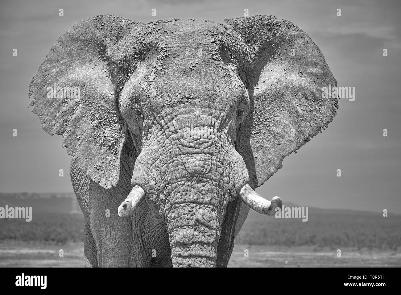 Schwarze und weiße Gesicht Porträt des Großen Afrikanischen Elefanten. Head shot mit Ohr Gesicht und großen stoßzähnen Stockfoto