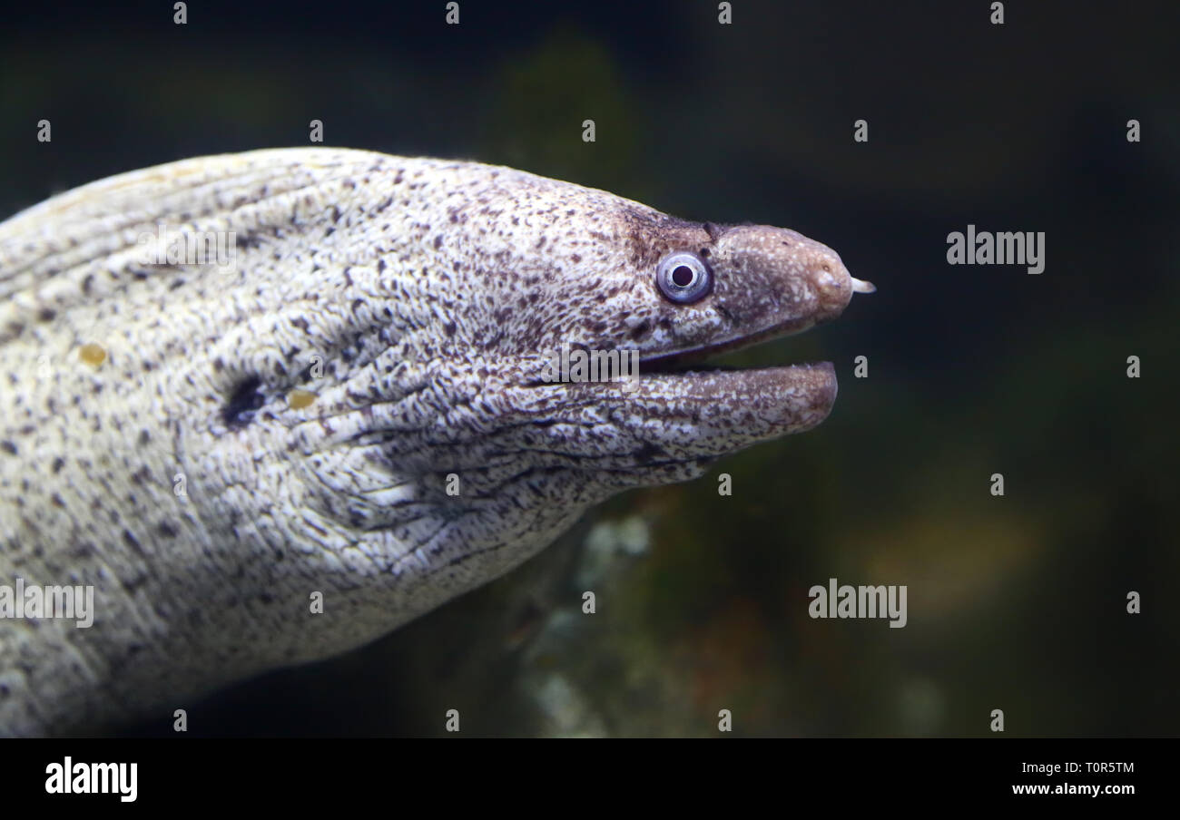 Nahaufnahme eines mediterranen Moray (muraena Helena) Stockfoto