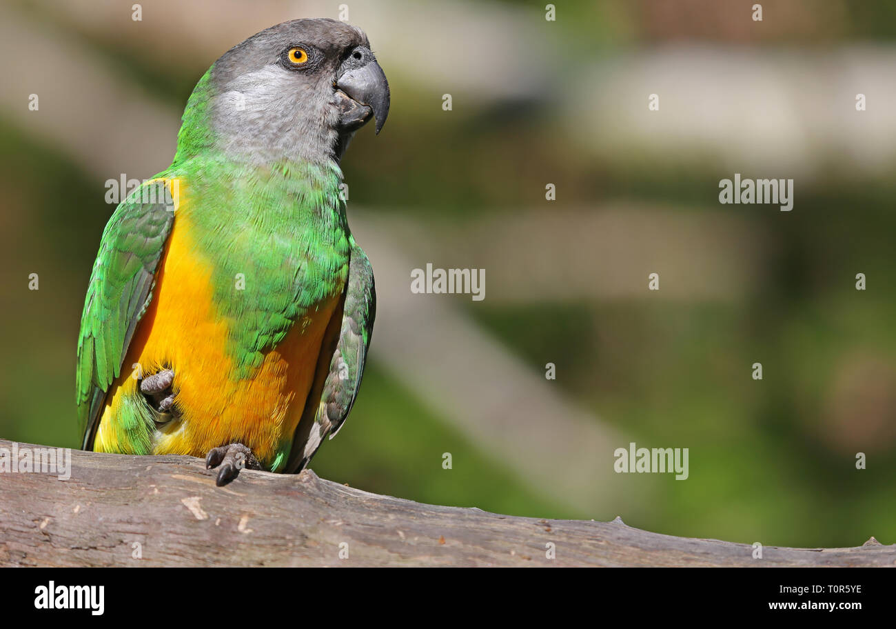 Nahaufnahme eines Senegal Papagei (Poicephalus senegalus) Stockfoto