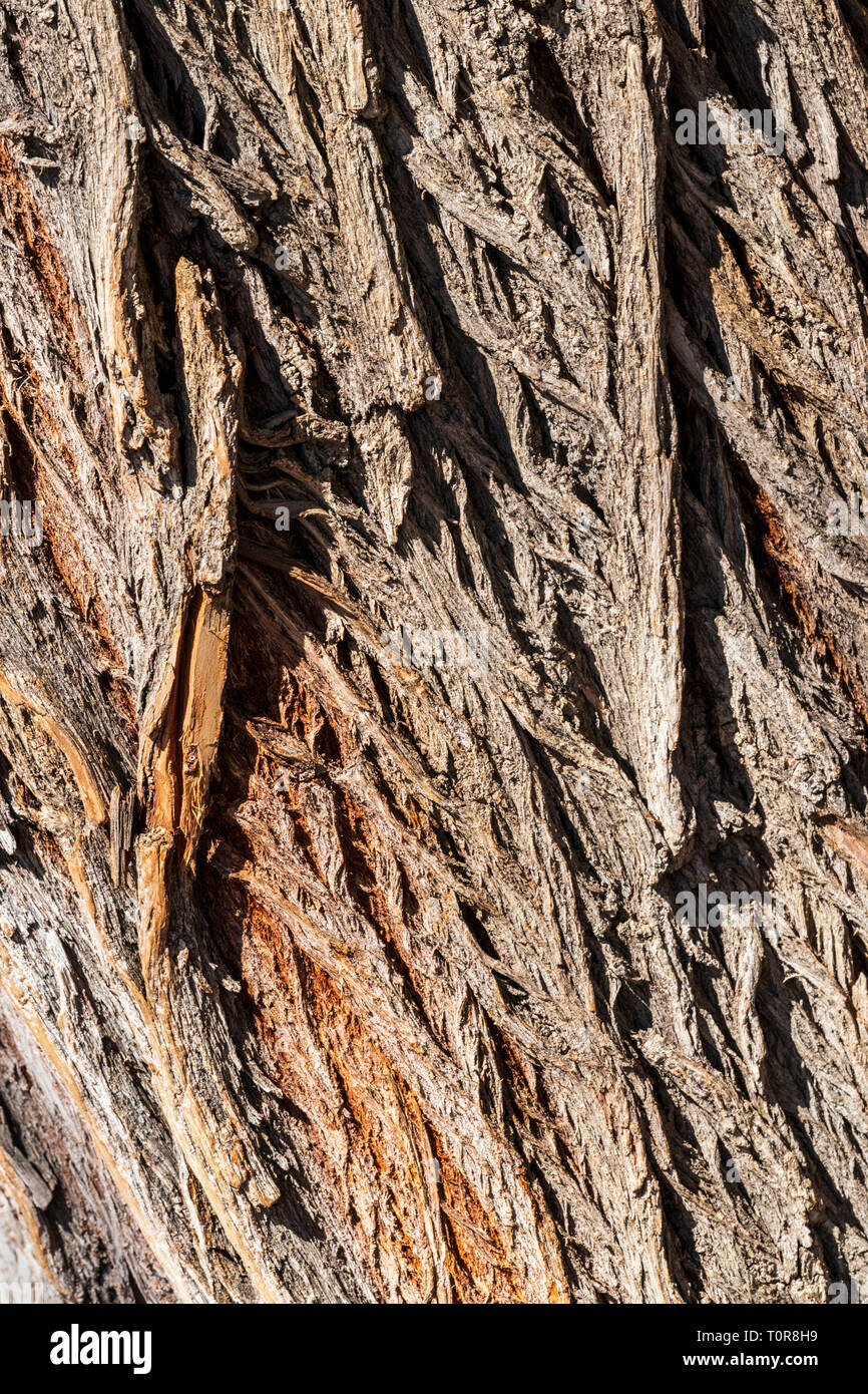 Grob strukturierte Rinde auf alten Pappel (Populus canescens); Vandaveer Ranch; Salida, Colorado, USA Stockfoto