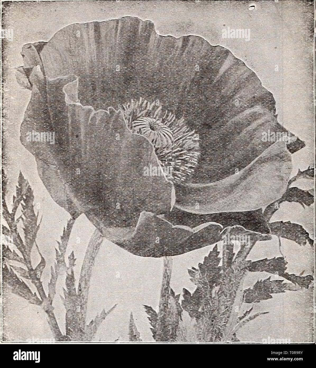 Die komplette Dreer Großhandel Preisliste Dreer die komplette Preisliste Großhandel für Floristen: März 1934 Edition henr dreerscompletewh 1934 Jahr: 1934 53 HENRY A. DREER Perciinial Blumensamen GROSSHANDEL LISTE Oriental Poppy Nepeta Olauve Katzenminze) Mussini. Gepflegte Büsche von kleinen Lavendel - wie Laub mit Terminal spikes In hellem Lila Blüten, Blätter und Blüten aromatischen. Mai-sept. 1ft. Splendid für Betten, Kanten oder rock garden. Handel pkt., 50 cts. s oz., $ 2.50. (Oenothera Missouriensis Nachtkerze) (Macroearpa). Eine herrliche Hardy pro-ennial Für eine exponierte, sonnige Lage entweder in Stockfoto