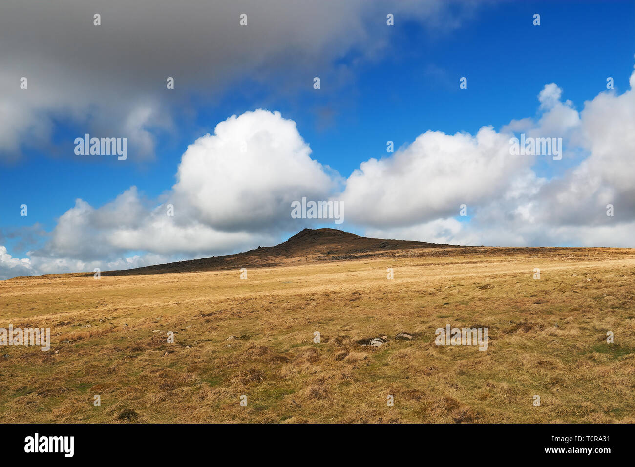 Hase Tor gegen wallende cumulus Wolken, Nationalpark Dartmoor, Devon, Großbritannien Stockfoto