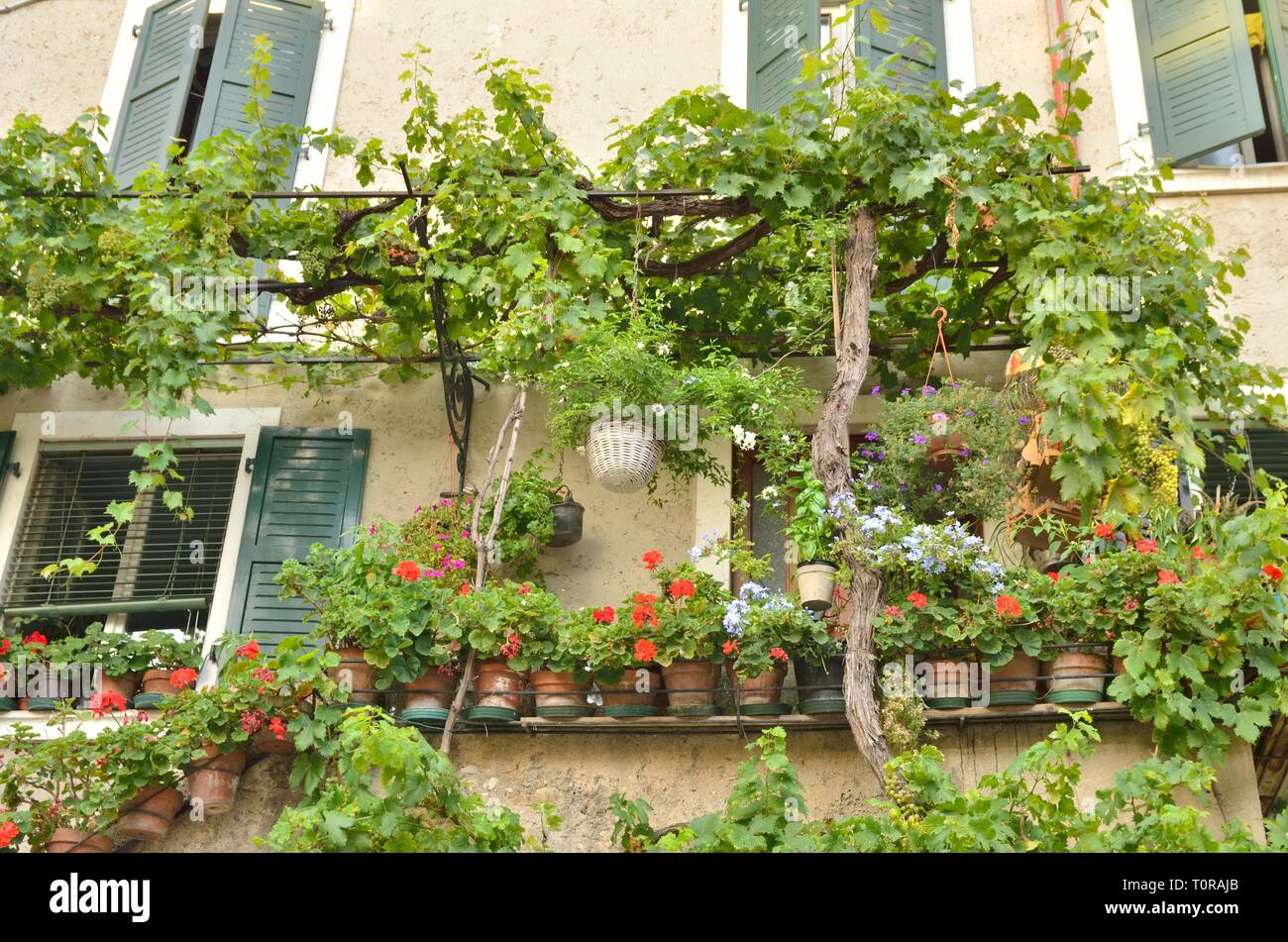 Weinblätter und Blumentöpfe an Gebäude im Dorf von Malcesine am Gardasee, Italien. Stockfoto