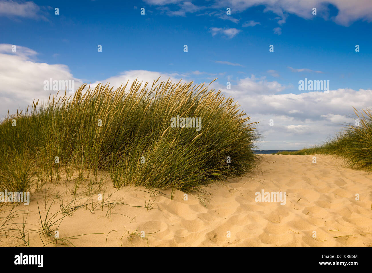Sanddünen, Blakeney Spit, North Norfolk, England Stockfoto