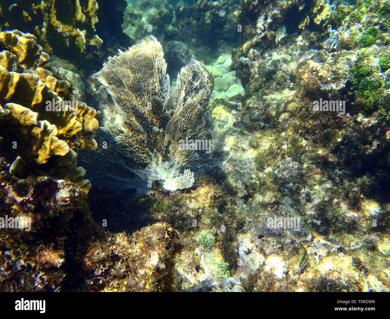 Playa El Coral, super Schnorcheln in der Provinz Matanzas, in der Nähe von Varadero. Stockfoto