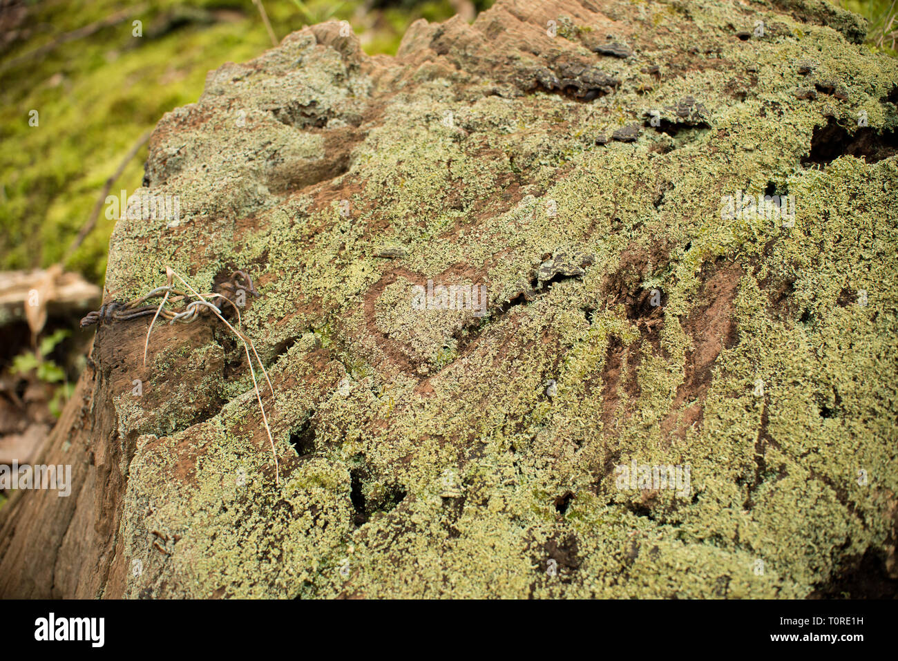 Liebe Herz Symbol in ein Grün bemoosten Fels in der freien Natur gezeichnet. Stockfoto