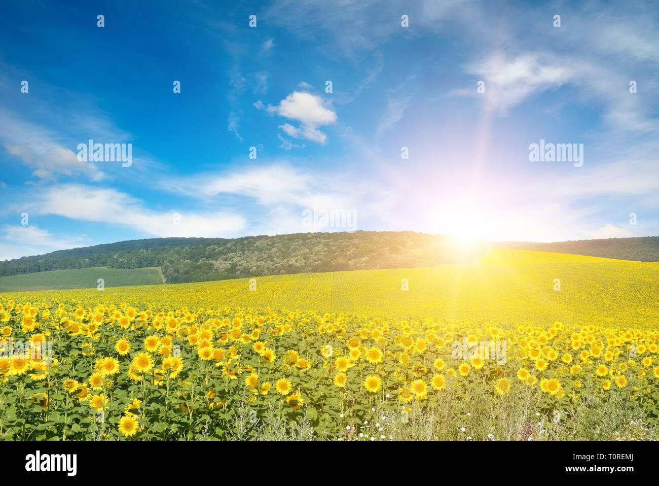 Helle Sonne über sonnenblumenfeld. Platz kopieren Stockfoto