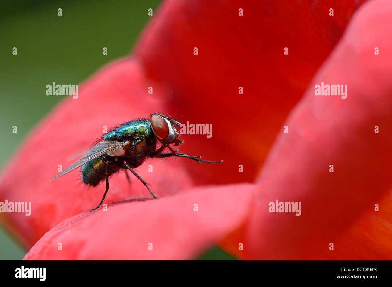 Grosse sehr schöne Schmeißfliege auf rote Blume Stockfoto