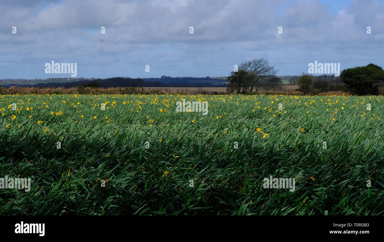 Ein Feld von Narzissen in Cornwall, Großbritannien Stockfoto
