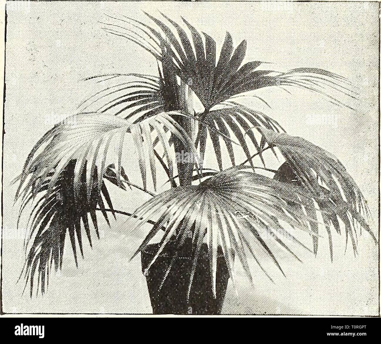 Dreer's Garten Buch 1904 Dreer's Garten Buch: 1904 dreersgardenbook 1904 henr Jahr: 1904 Phcenix Canariensis. I.A rANIA BoiO'. Ich TINTE A Plicenix Reclinata. Eine stark wachsende Form der Dattelpalme, dunkelgrün, glänzendes Laub. 4-Zoll-Töpfe, 10 bis 12 cm hoch 35 cts. eacb. 5'15 75 Plicenix Roebelenii. Wir bieten eine begrenzte Li) t junger Sämling Pflanzen in-2 J-inck Töpfe, die Ju sind &gt;t Anfang Charakter dieser die Besten der Gattung zu zeigen. 50 cts. Jedes. Plioenix Rupicola. Dies ist eines der anmutigsten unter den kleineren Palmen, mit weite Verbreitung, gefiederten Blättern, breit Stockfoto