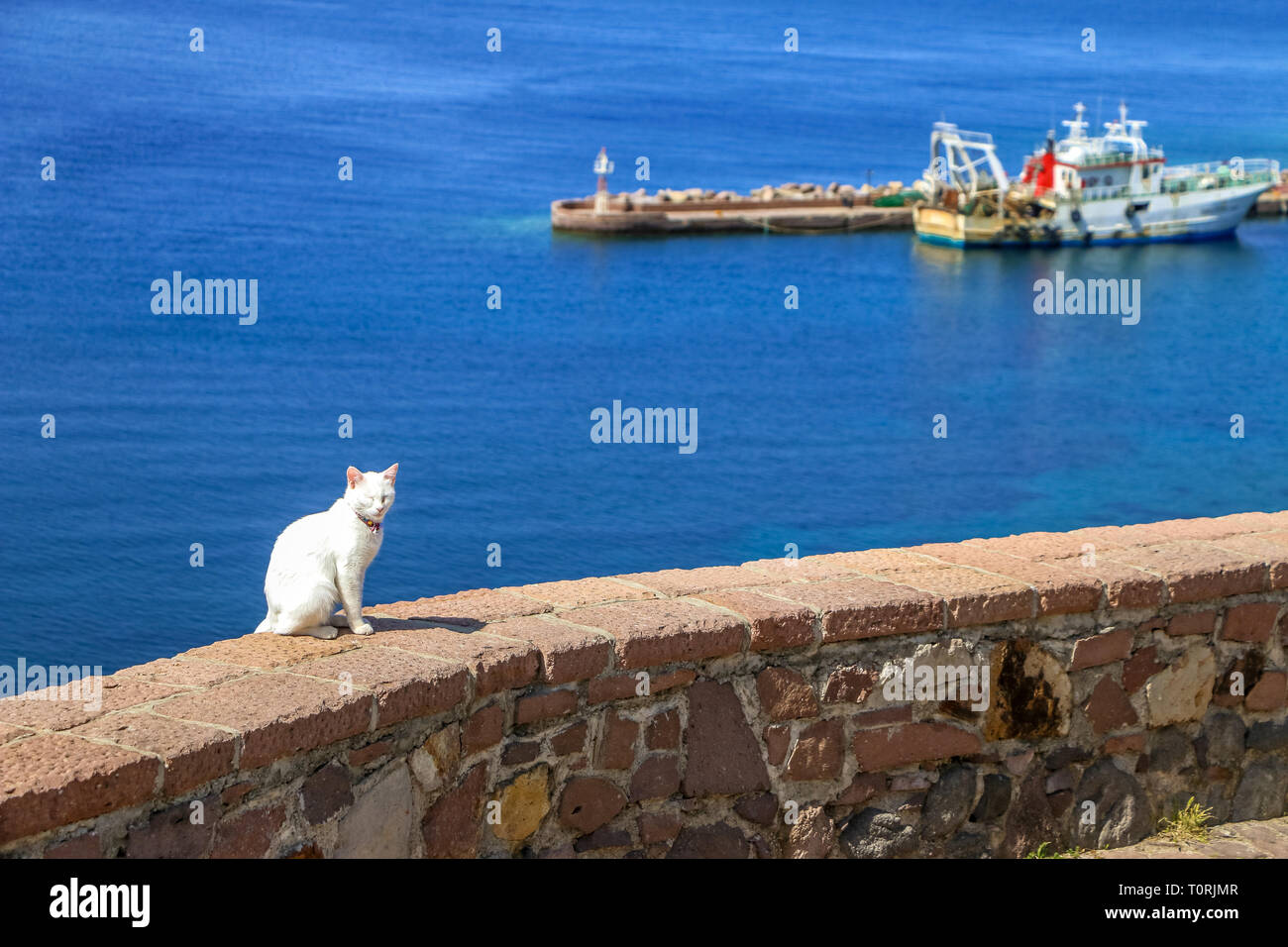 Süße Katze entspannen in Molyvos Dorf, Lesbos, Griechenland. Stockfoto