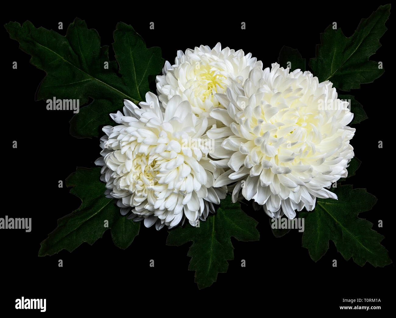 Vintage Blumen Grußkarte mit weißem Licht blühenden Chrysanthemen auf schwarzem Hintergrund Nahaufnahme Stockfoto