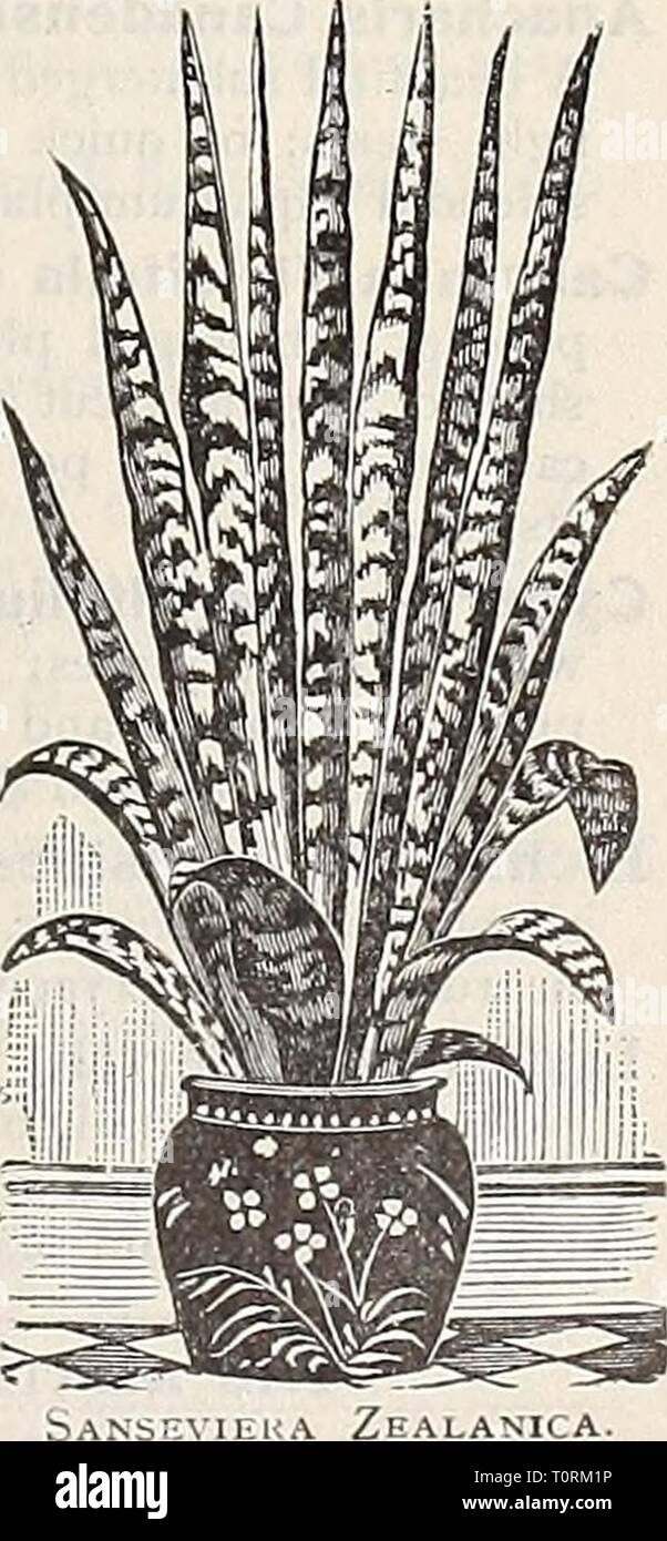Dreer ist Herbst Katalog von Glühbirnen Dreer ist Herbst Katalog der Zwiebeln pflanzen Samen etc. für Herbst Pflanzung 1909 dreersautumncata 1909 henr Jahr: 1909 Luxonne. Reich, aber Soft violett-Purpur; sehr süß. Der Prinzessin von Wales. Nicht ganz so groß wie Luxonne, ein Schatten heller in der Farbe; intensiv duftend. Preis, eine der oben genannten Doppel- oder Einzelzimmer Veilchen, 15 cts. Jedes; - 1,50 $ pro dtz.; $ 10,00 pro 100. DREER in großartigen Mai-blühenden Bauerngarten oder Boulevard Tulpen wir zehn dieser wunder-schön Klasse der Tulpen auf der cov-ers Dieser Katalog zeigen. Für de-scriptions und Preise finden Sie auf den Seiten 10 und 11. Jeder s Stockfoto