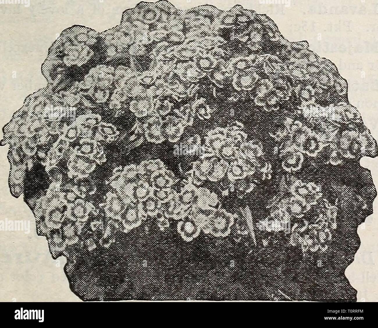 Dreer's Lampen Pflanzen, Sträucher und dreer's Lampen Pflanzen, Sträucher und Samen für den Herbst Pflanzung: Herbst 1937 dreersbulbsplant 1937 henr Jahr: 1937 DREER IST Mehrjährig Blumen Samen für die HERBSTAUSSAAT Statice - Meer Lavendel 3988 Latifolia. 3ft. Kleine violett-blauen Blüten getragen pro-fusely in großen Rispen. Pkt. 10 c; Spezielle pkt. 40 C. 3990 Incana, Gemischt. 1ft. Diese enthält viele Arten von Hardy Statice Sorten. Pkt. 10 c; Oz. 30 C. Stokesia - kornblume Aster 4051 Cyanea. 2 ft. Eine sehr auffällige winterharte Staude mit großen Aster - wie Blüten von einem schönen Lavendel-Blau. Blüht von Juli bis zum Frost. Pkt. 10. Stockfoto