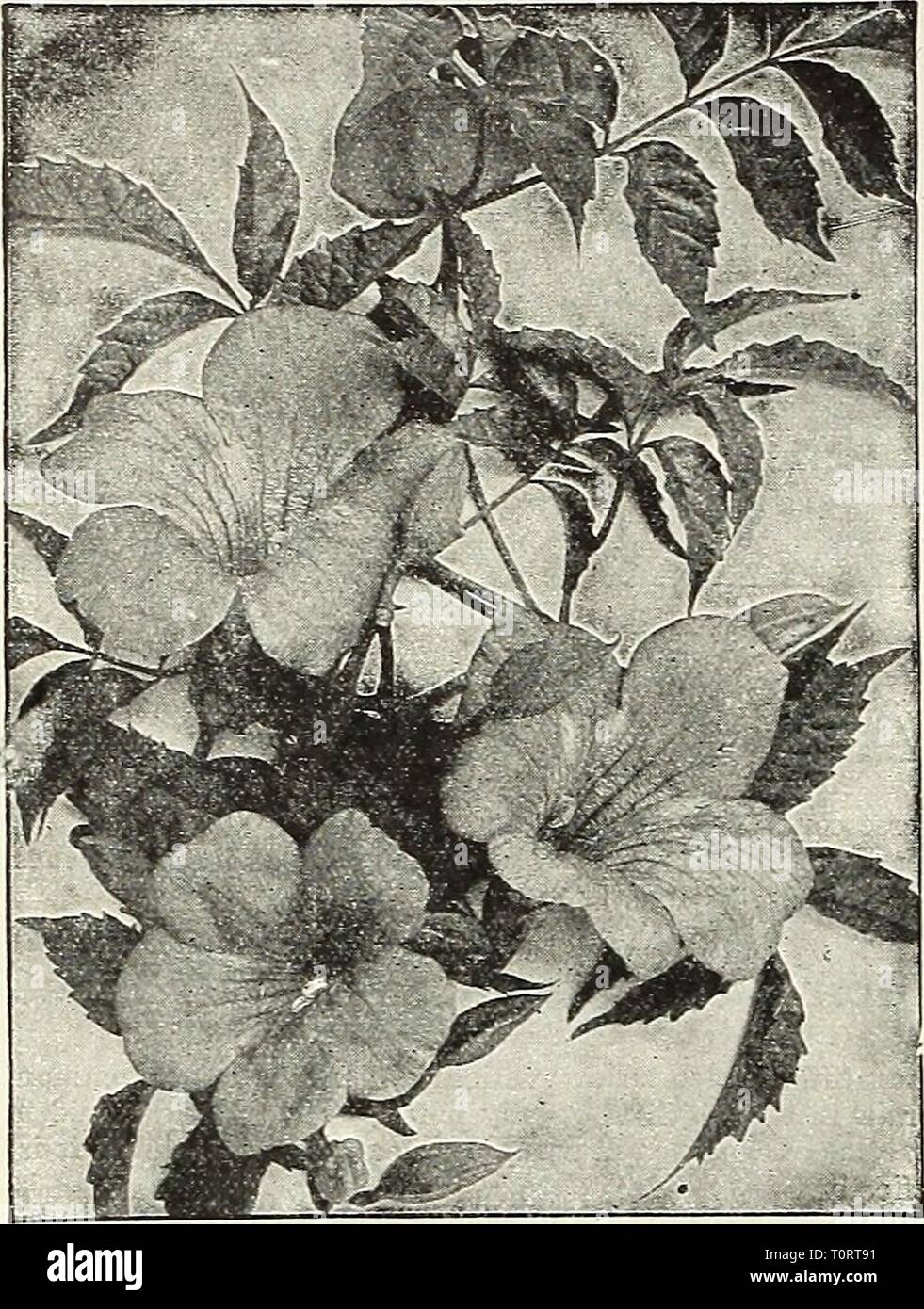 Dreer ist Herbst Katalog 1931 (1931) Dreer ist Herbst Katalog 1931 dreersautumncata 1931 henr Jahr: 1931 Dreer wählen Sie Hardy Kletterpflanzen Bignonia, oder Trompete Weinstock Actinidia arguta (Die silberne Reben). Eine sehr wünschenswerte Hardy - Japanische Bergsteiger von starken Wachstumskurs mit dunkelgrünen, glänzenden Laub und grünlich-weißen Blüten mit Purpur-Zentren, die von Clustern von genießbare Früchte mit Bild-ähnlichen Geschmack gefolgt sind. Starke Pflanzen, SI. 00. Akebia Akebia quinata (Rebe) eine der anmutigsten unserer hardy Kletterer, pro-risikoverringerung im frühen Frühjahr unzählige Blumensträuße violett braun Blumen, Stockfoto