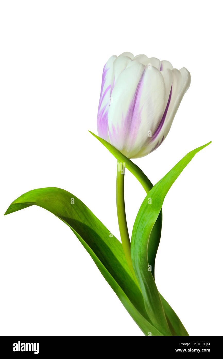 Single elegantes Weiß mit lila Tulpe Blume mit grünen Blättern, auf weißem Hintergrund. Schönes Objekt für den Frühling design Stockfoto