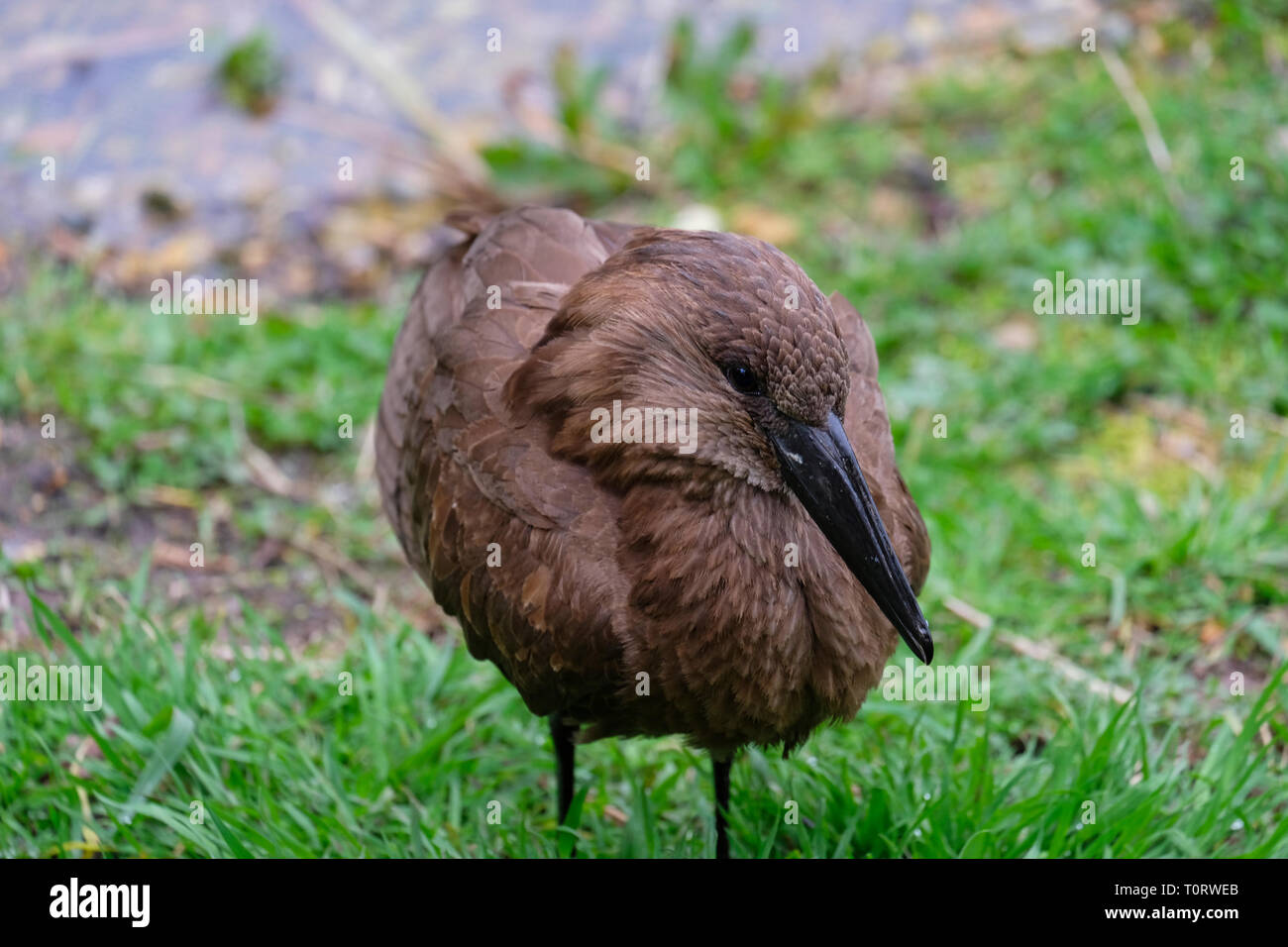 Hamerkop Vogel am Rande eines Teiches Stockfoto