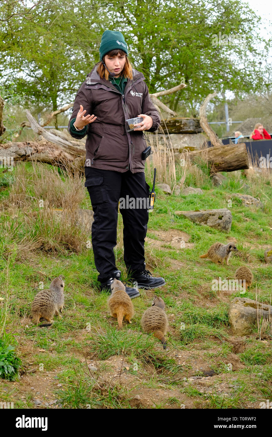 Erdmännchen Zoo Keeper, einen Vortrag über die Unverlierbaren Erdmännchen in Marwell Zoo, Hampshire. Stockfoto