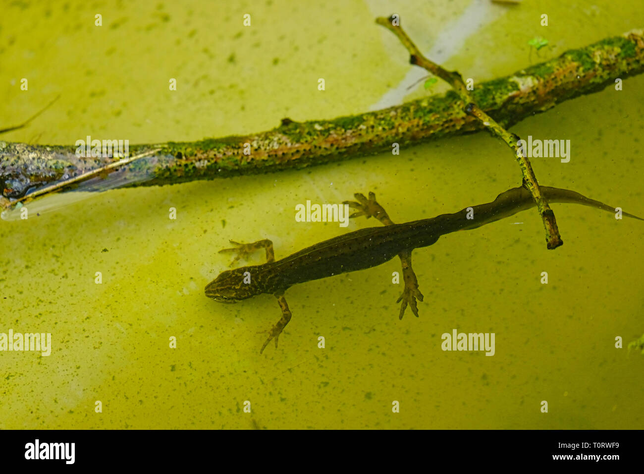 Brauner molch Fotos und Bildmaterial in hoher Auflösung Alamy
