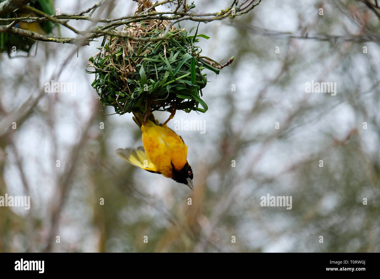 Männliche schwarze Weaver Vogel verlassen Kleine kunstvoll gewebte kugelförmigen Nest vorangegangen Stockfoto