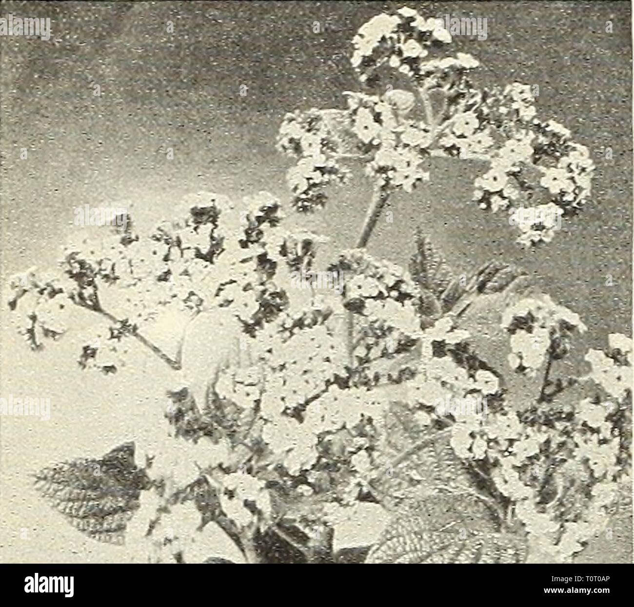 Dreer's Garten Buch 1904 Dreer's Garten Buch: 1904 dreersgardenbook 1904 henr Jahr: 1904 ltlllADELPHIA tlEMRTADREER '-1' EIN - W/WROEN^- ORfElOUSE PFLANZEN -' fe^V^^" • ^^C^^&" 1&gt;^^"&gt;^^r^^^^^?'^^ HELICOXIA. Herd Pflanzen, mit großen Blattwerk; nützliche Themen für die Ausstellung. Aurea - Striata. Großen, länglichen Blätter von einem tiefen, glänzend grüne, gekennzeichnet durch geschwungene; Parallele Adern von j'Ellow. $ 1,00. Illustris Rubricaulus, tiefgrüne Laub, wilh Venen und Stiele mit hellen Rot markiert. $ 1..50 Jedes. (Chinesische Hibiskus). Mav angebaut werden entweder als Hi Beleuchtete IR^E H T REA HELIOTltOPES. Stockfoto