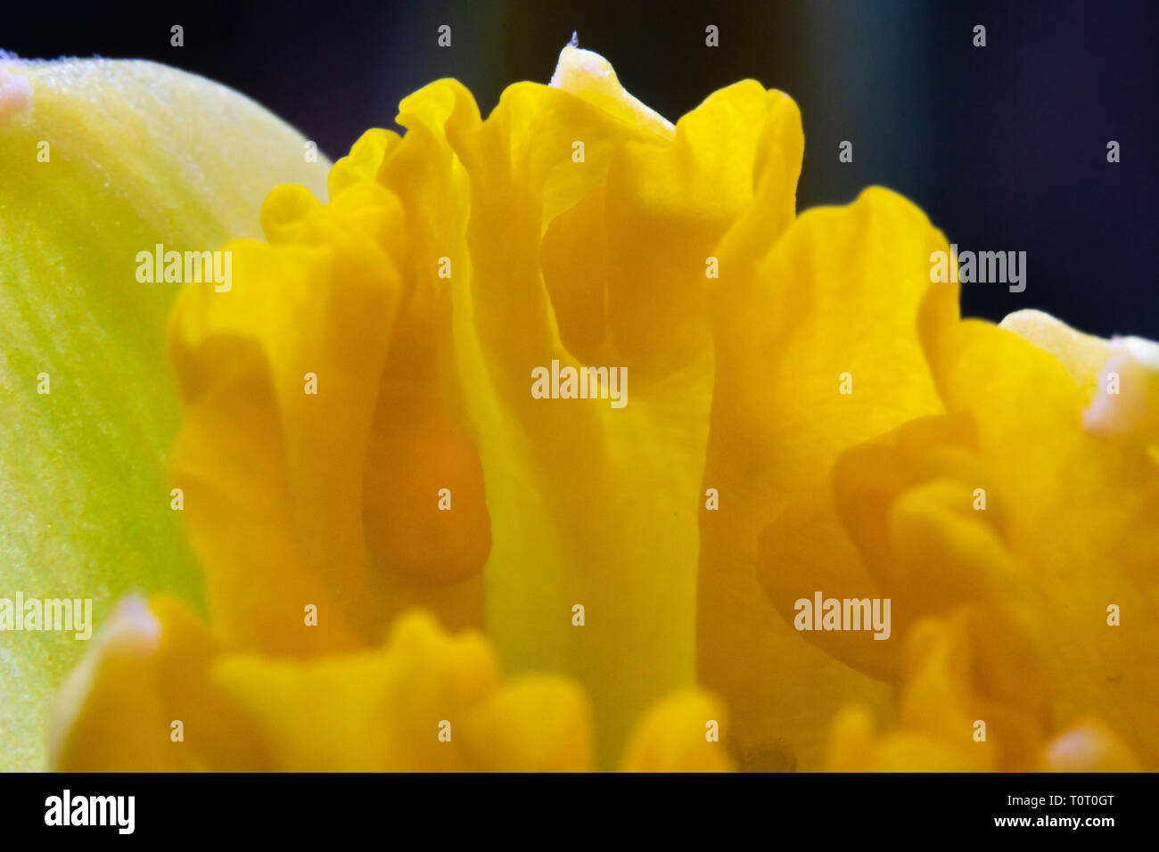 Frühling Farben der Blumen Narzissen Stockfoto