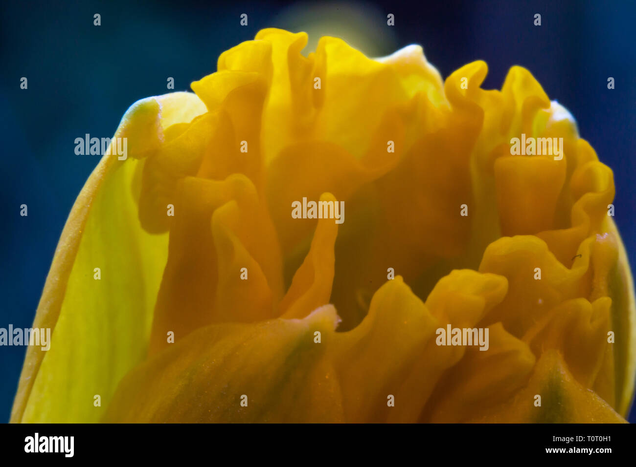 Frühling Farben der Blumen Narzissen Stockfoto