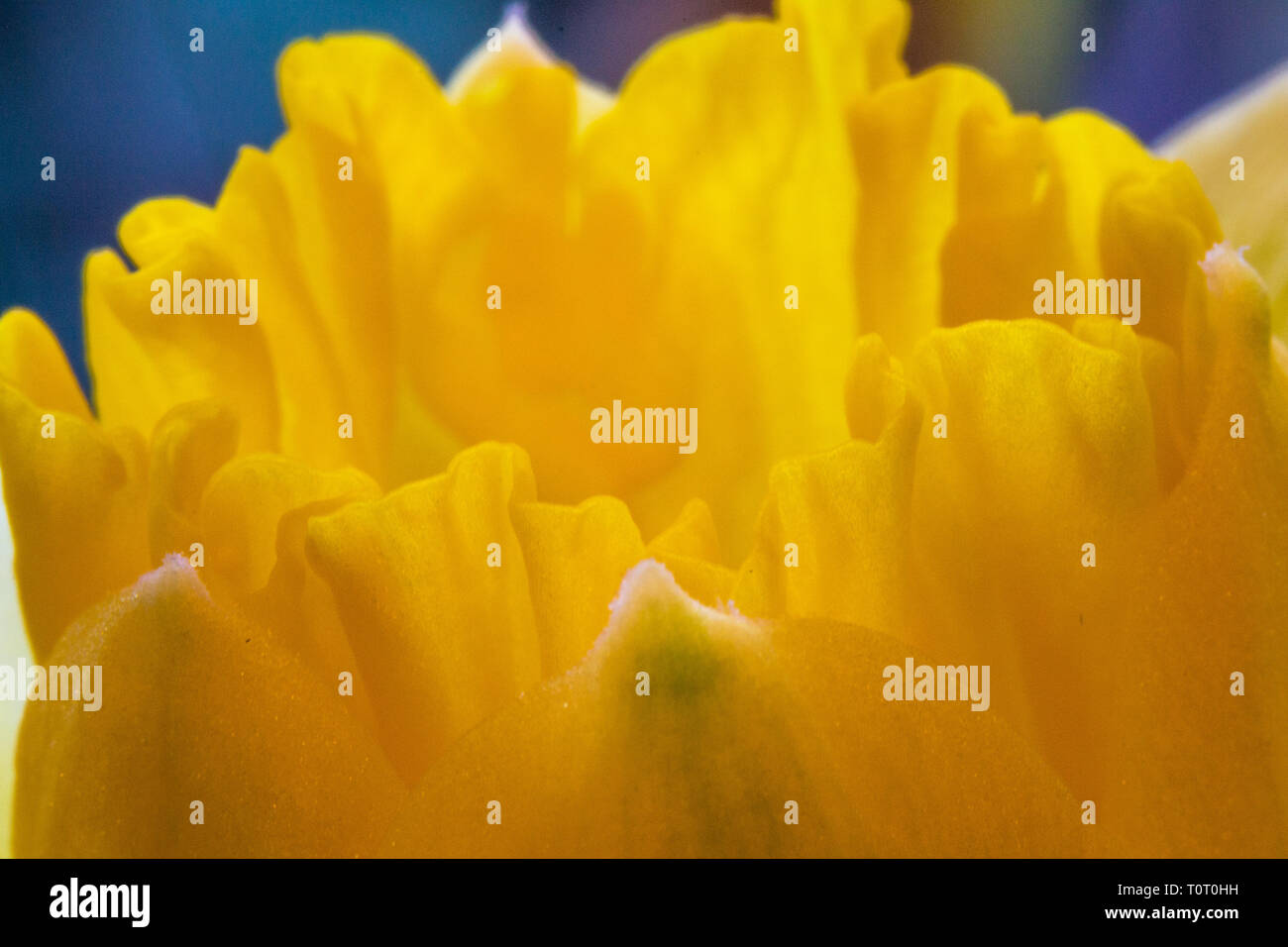 Frühling Farben der Blumen Narzissen Stockfoto