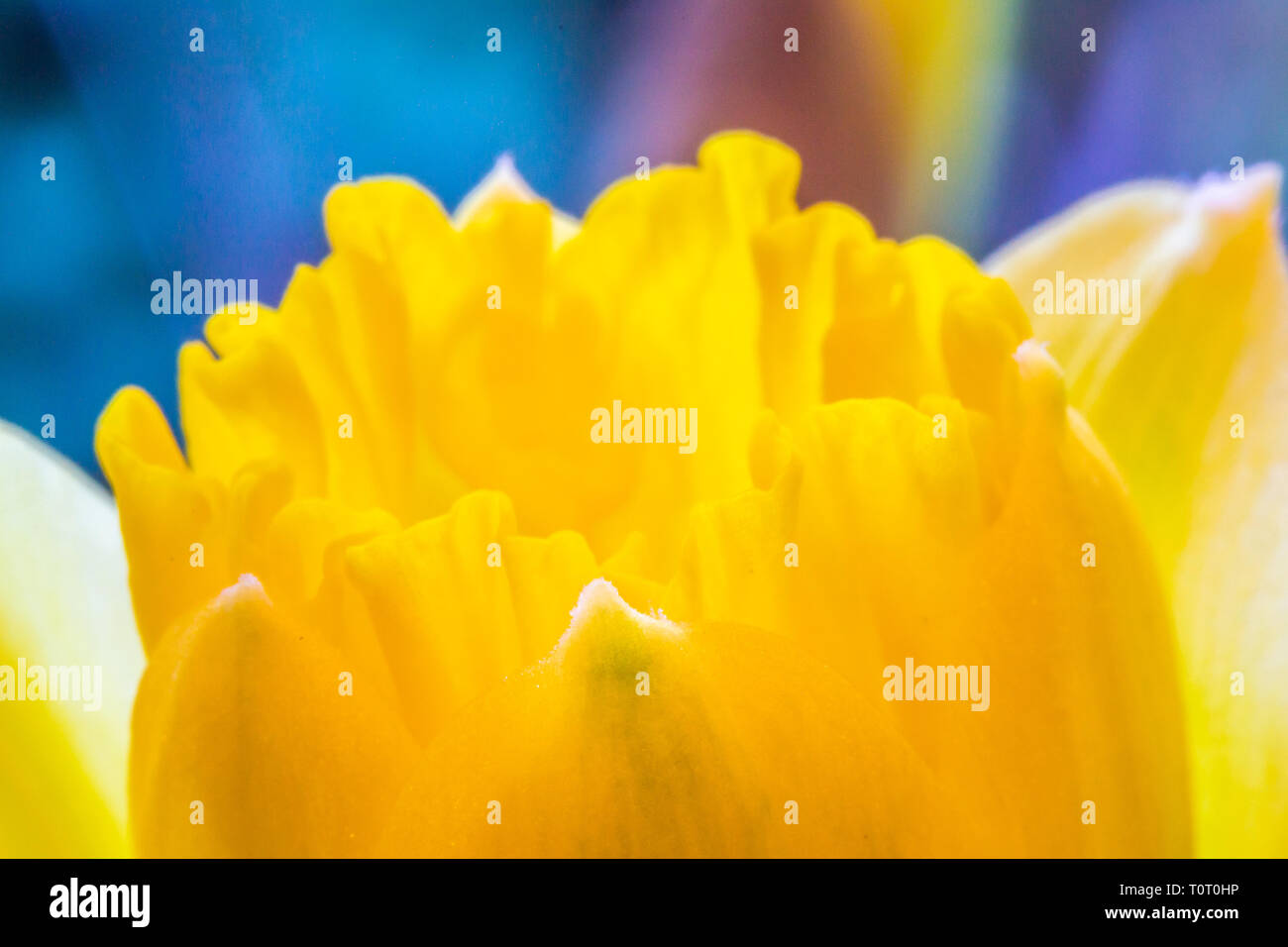 Frühling Farben der Blumen Narzissen Stockfoto