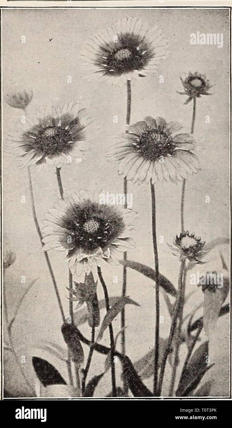 Dreer's Garten Buch dreiundsiebzigsten Dreer's Garten Buch: 70 - dritte jährliche Ausgabe 1911 dreersgardenbook 1911 henr Jahr: 1911 218 HWADIBI • PIHIADftPrllA-rW HARDY PERENNIALPbANTS - GEUM (avens). Schöne Rabattenpflanze, wachsende ca. 18 Zoll hoch, und das Produzieren von auffälligen, bunte Blumen der größere Teil der Sommer und Herbst. Coccineum. Leuchtend scharlachrote Blüten. Heldreichi. Schönen orangefarbenen Blumen; sehr frei. niniatum. Orange - Scharlach; sehr frei. 15 cts. Jedes; 81,50 pro Doz. Satz von 3 Sorten, 40 cts. GLECHOMA oder NEPETA. Variegata (Vttriegated Kreuzkraut oder Efeu). Die meisten usef Stockfoto